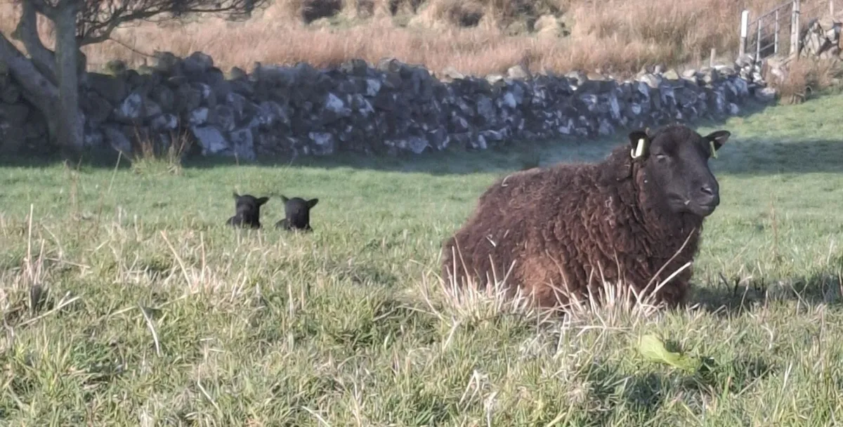 Rare breedSheep(Torddu Badger,Black Welsh,Shetland - Image 2