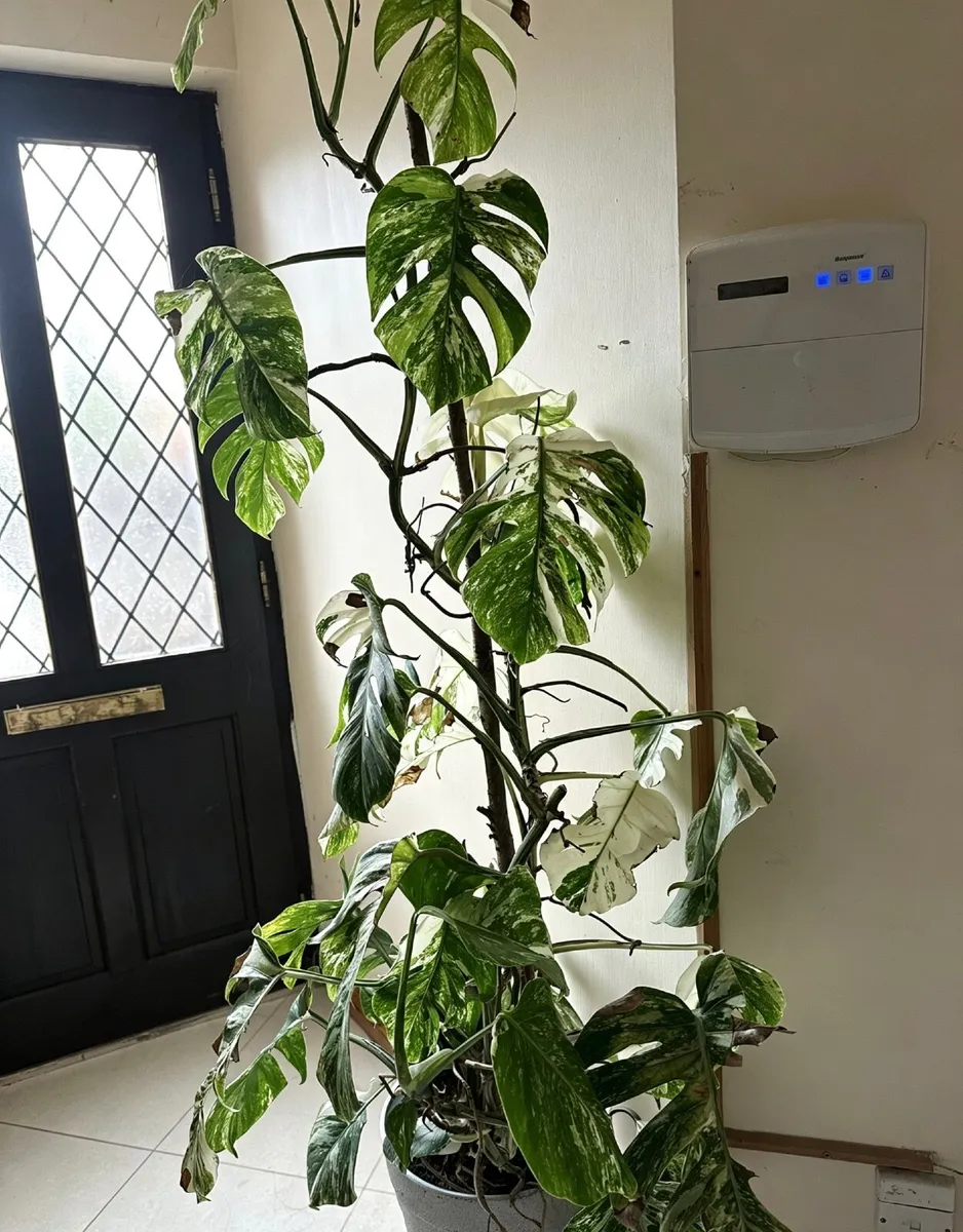 Monstera Variegated - Image 2