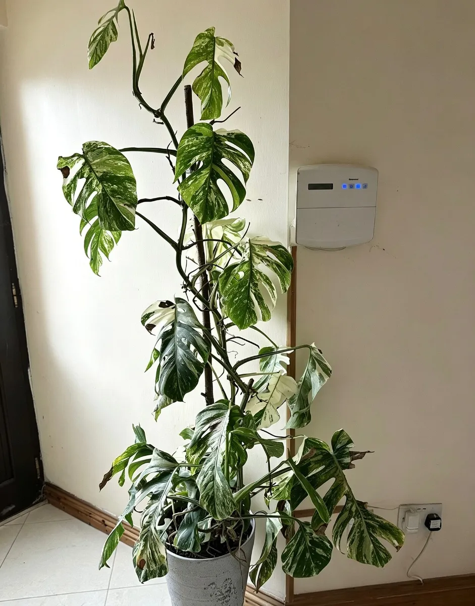 Monstera Variegated - Image 3