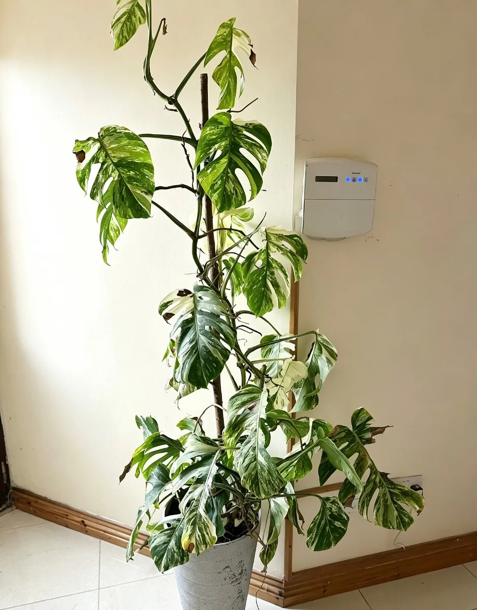 Monstera Variegated - Image 1