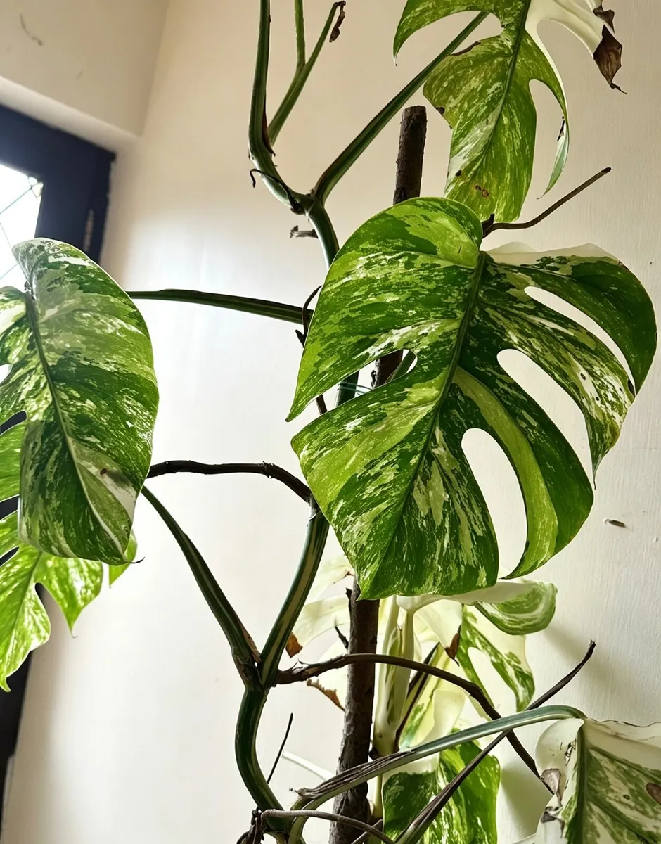 Monstera Variegated - Image 4