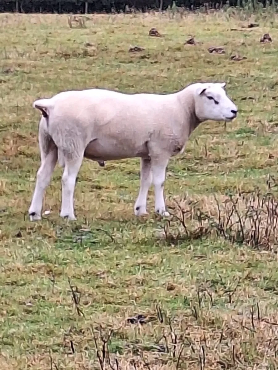 TEXEL HOGGET RAMS - Image 2