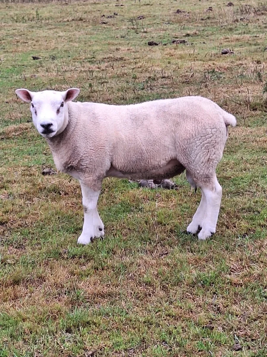 TEXEL HOGGET RAMS - Image 3