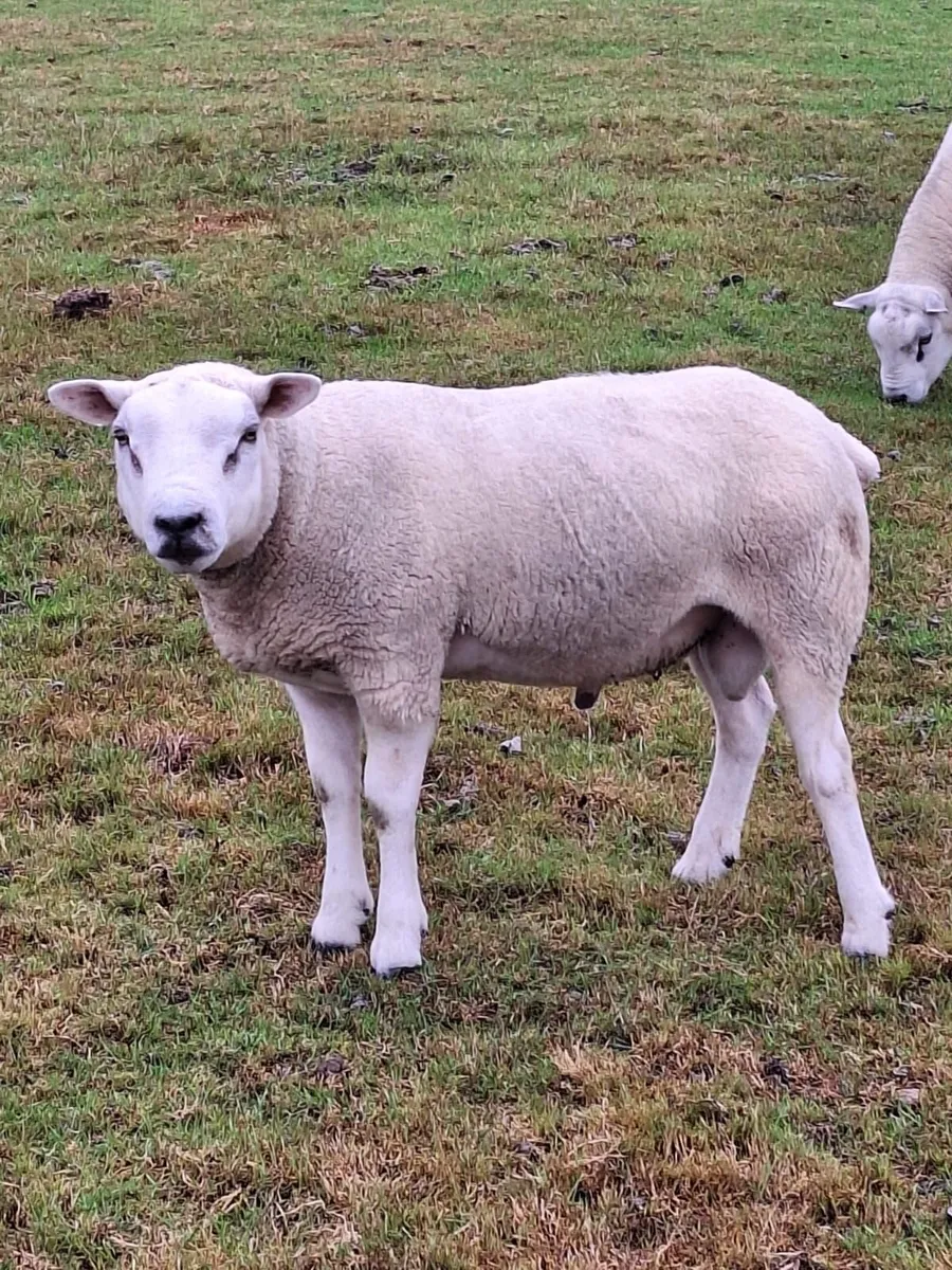 TEXEL HOGGET RAMS - Image 4