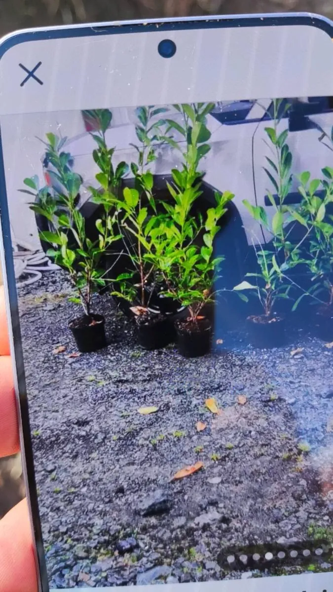 Laurel Hedging in 5 litre pot 4ft just 5 euro - Image 4