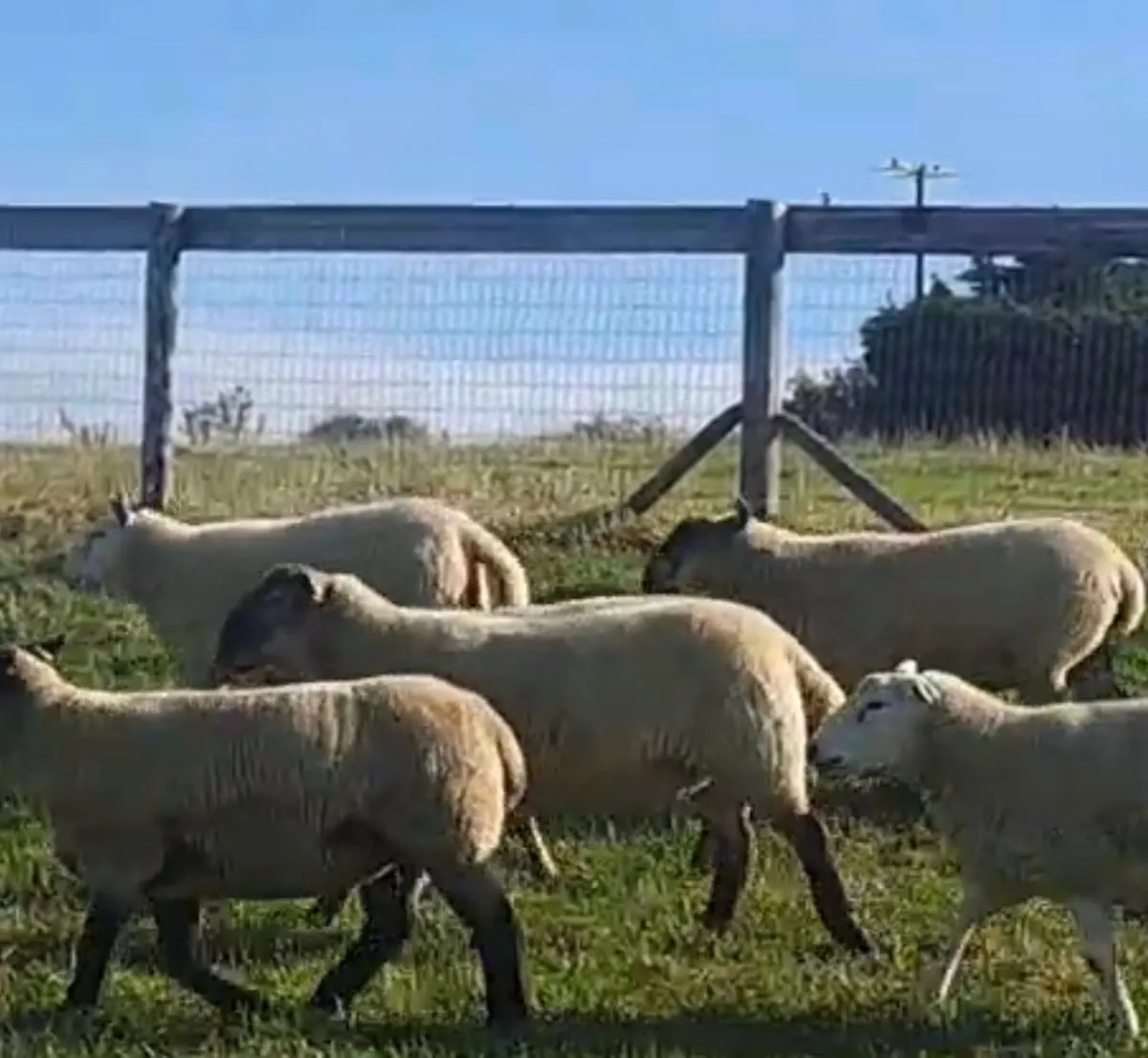 Sheep for sale - Image 1