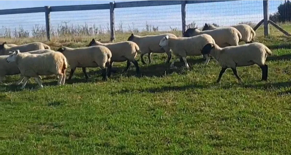 Sheep for sale - Image 2