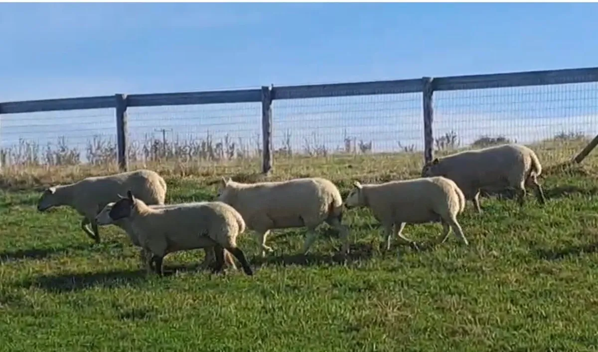Sheep for sale - Image 3