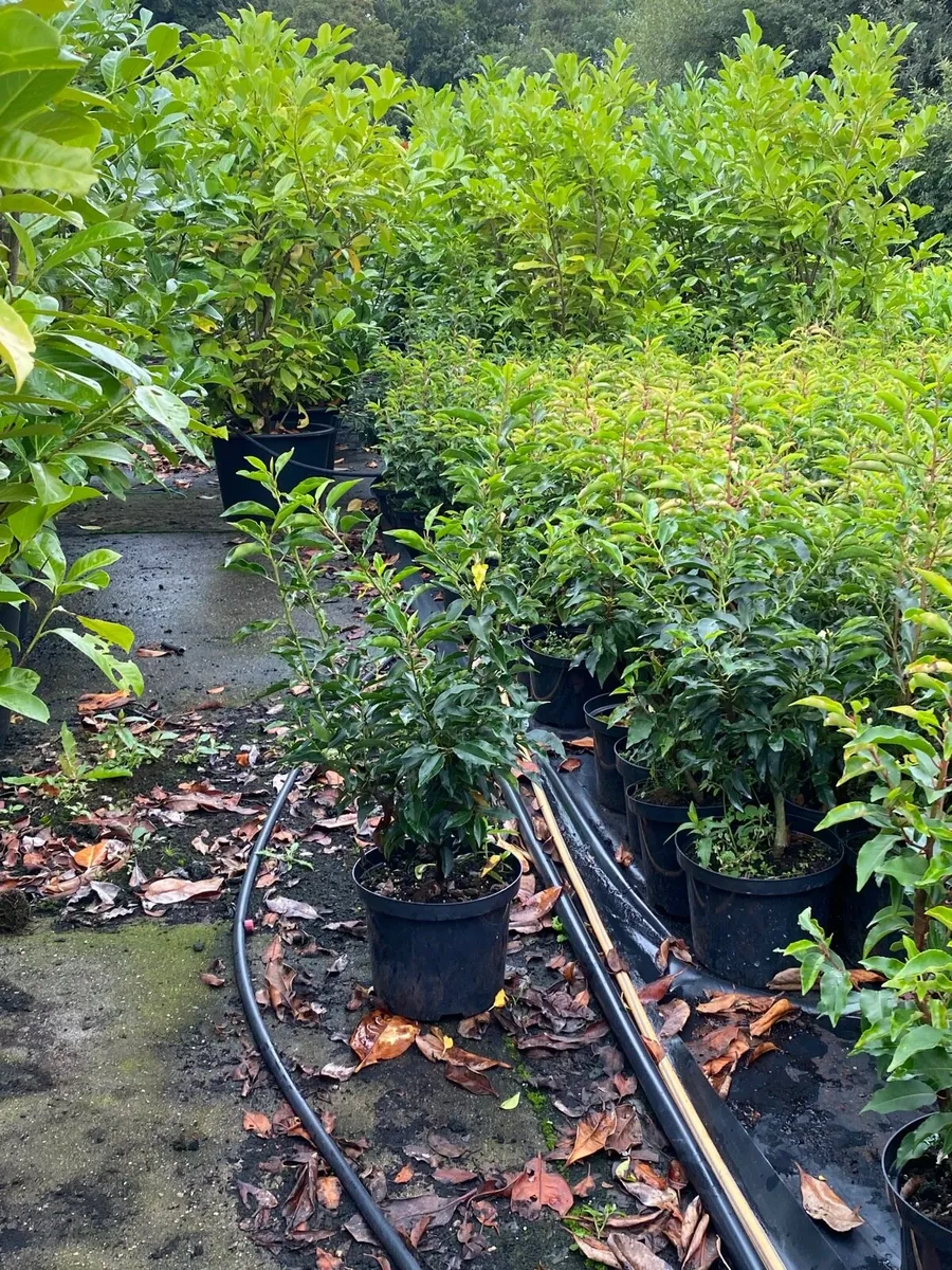 Potted Portuguese Laurel (5litre potted) - Image 2