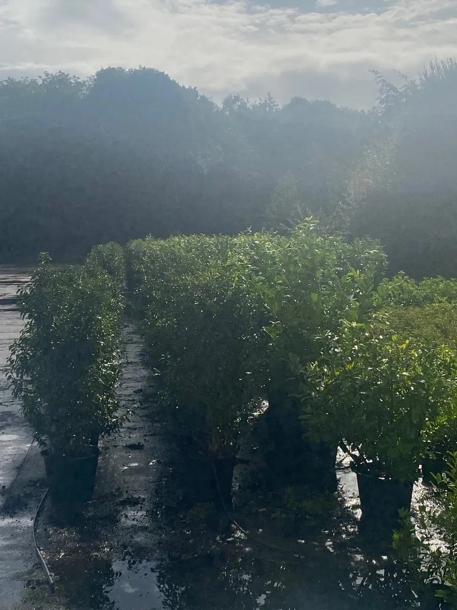 Mature Portuguese Laurel (6-7ft) - Image 1
