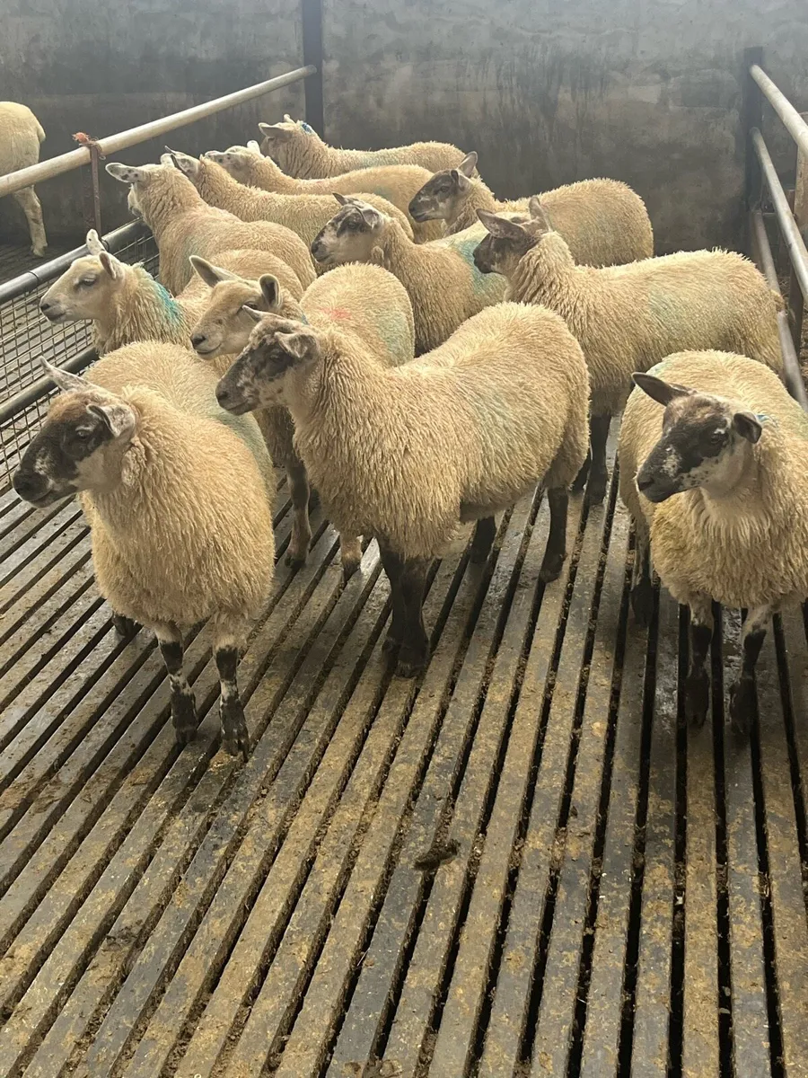 Aberfield cross ewe lambs - Image 1