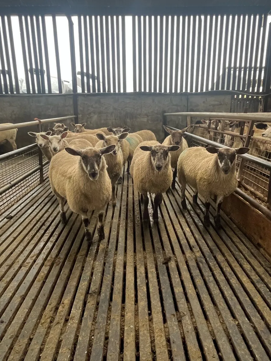 Aberfield cross ewe lambs - Image 2