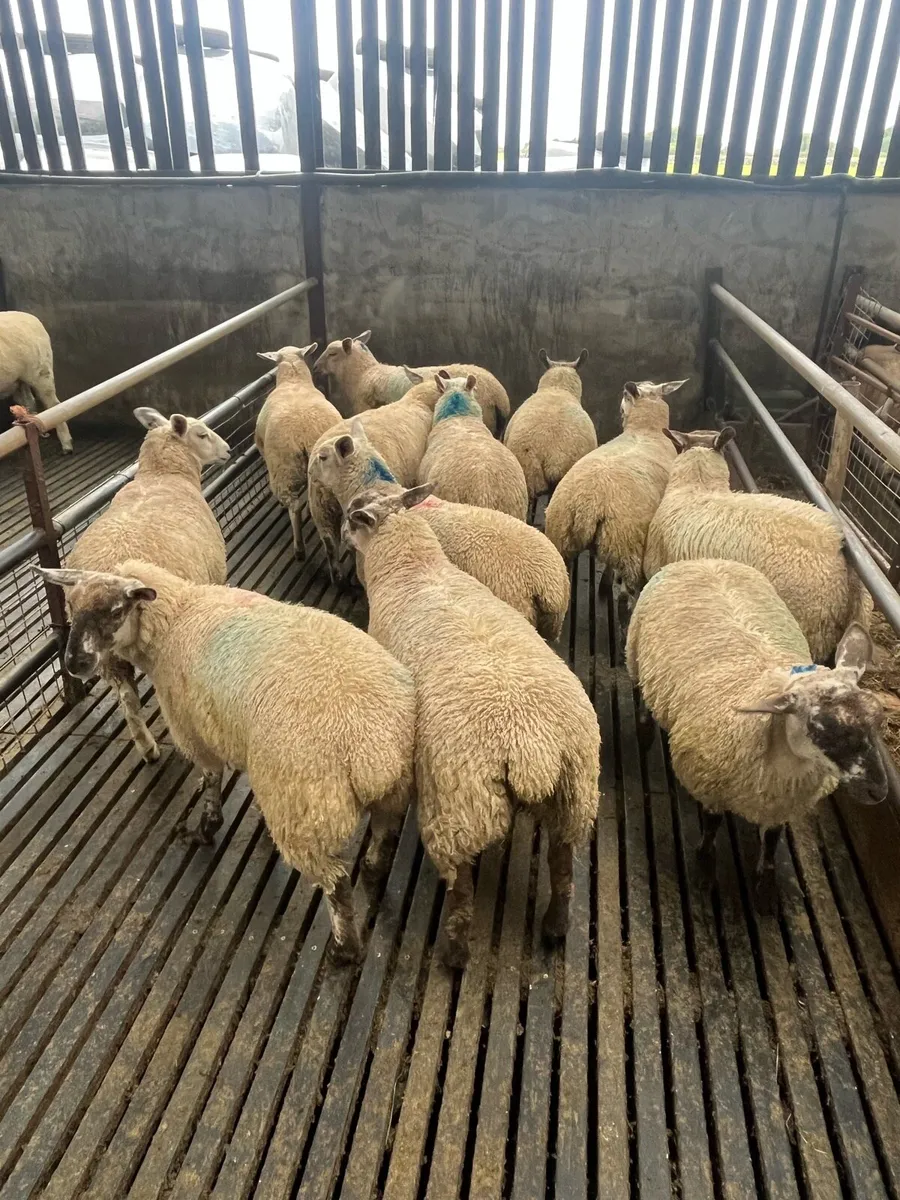 Aberfield cross ewe lambs - Image 3