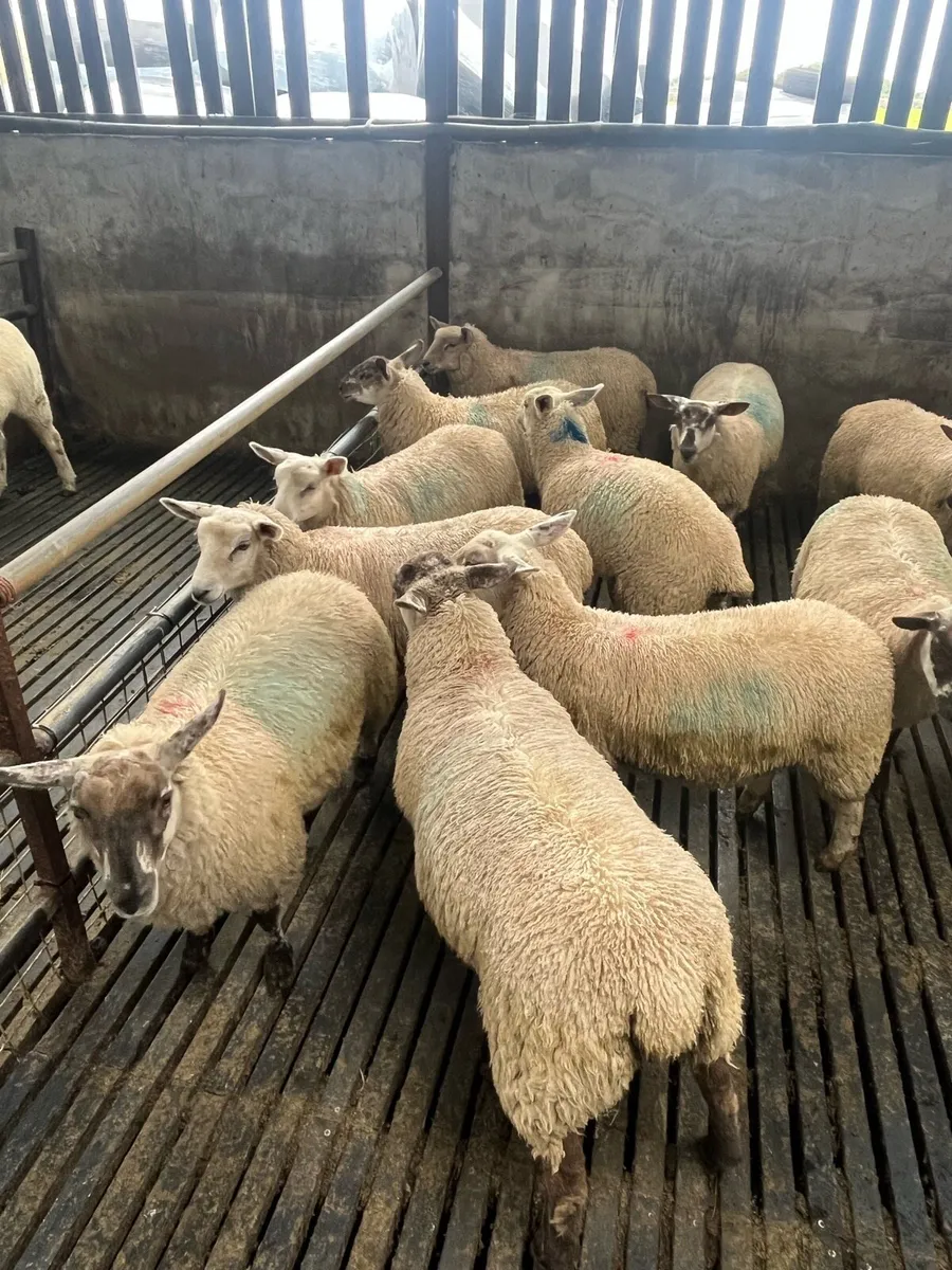 Aberfield cross ewe lambs - Image 4