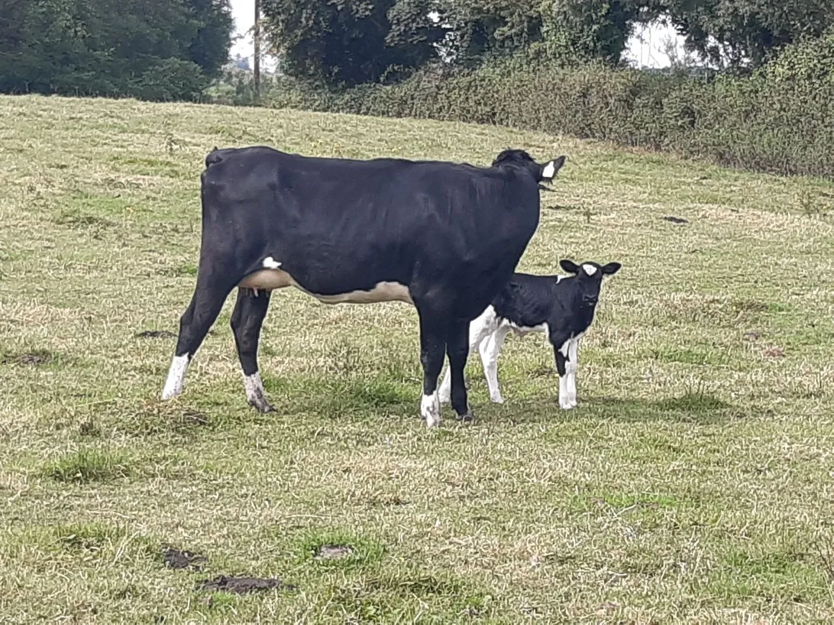 Freshly Calved Fresian Heifer - Image 3