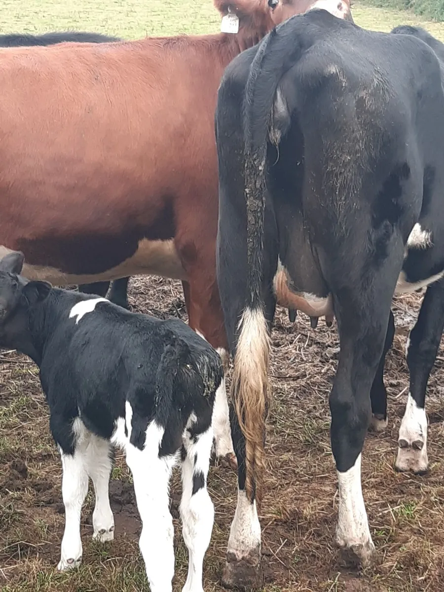 Freshly Calved Fresian Heifer - Image 4