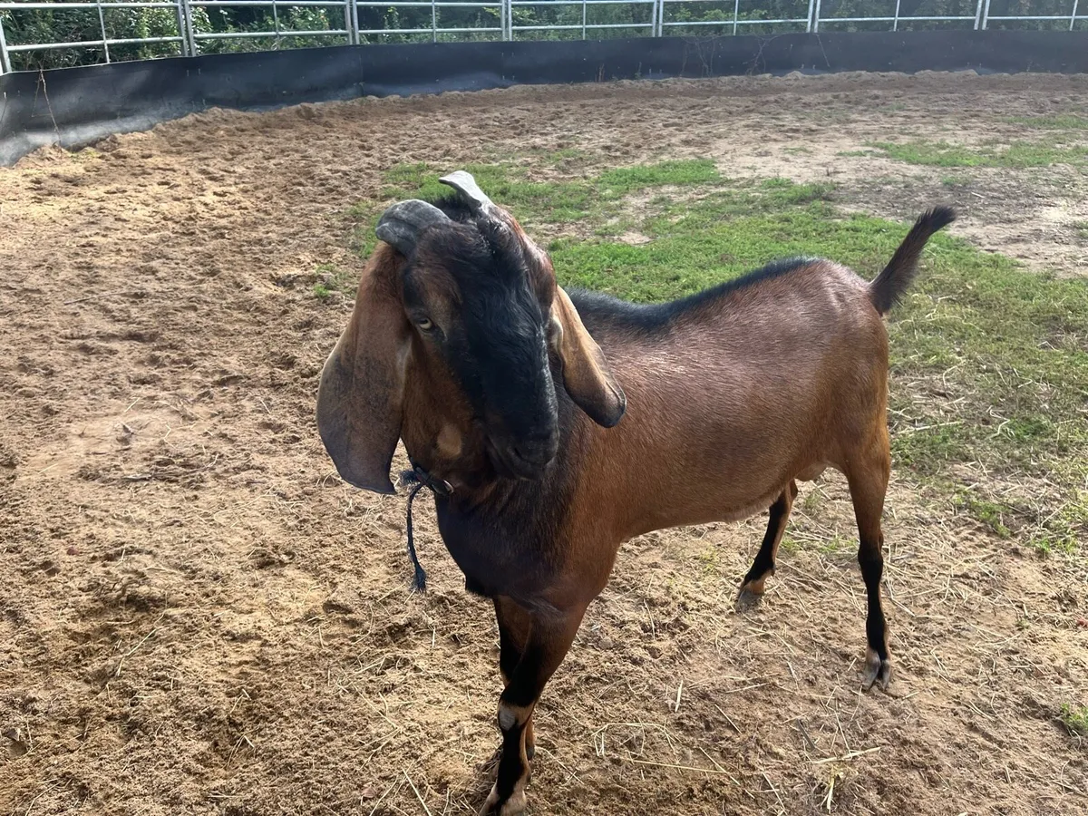 Nubian Male Goat
