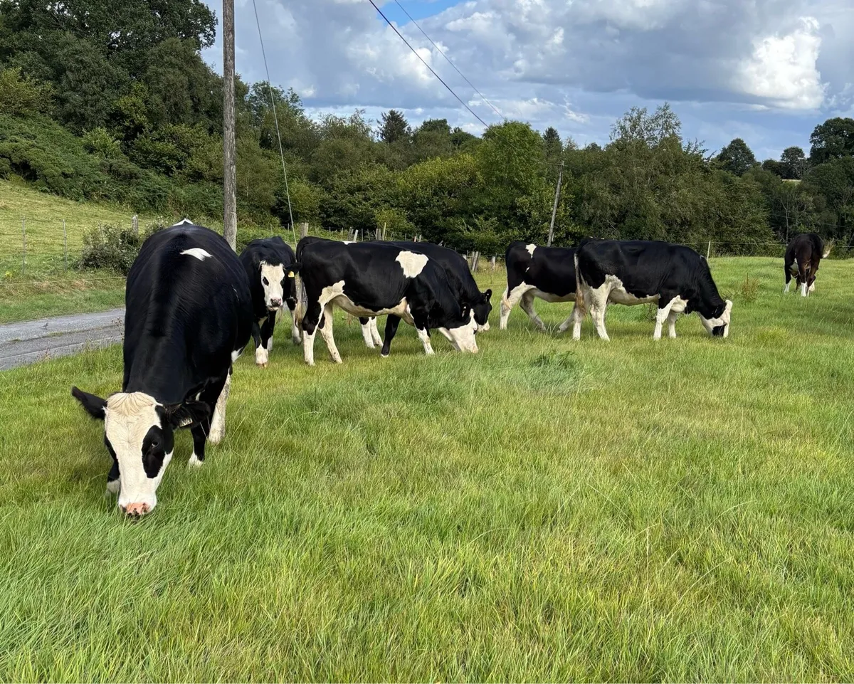 9 Incalf Fleckvieh Heifers - Image 1