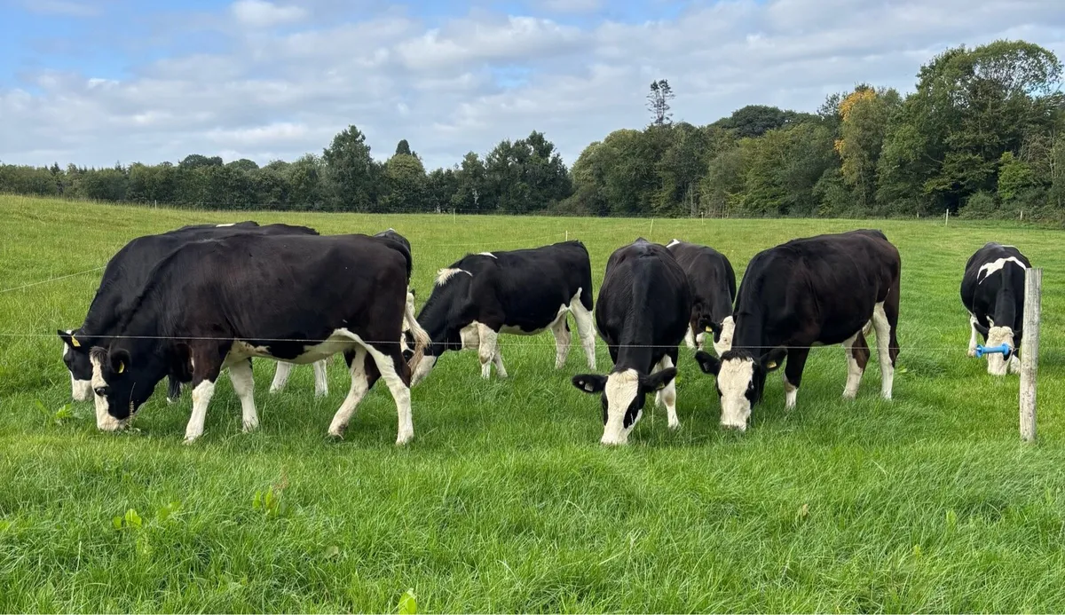 9 Incalf Fleckvieh Heifers - Image 3