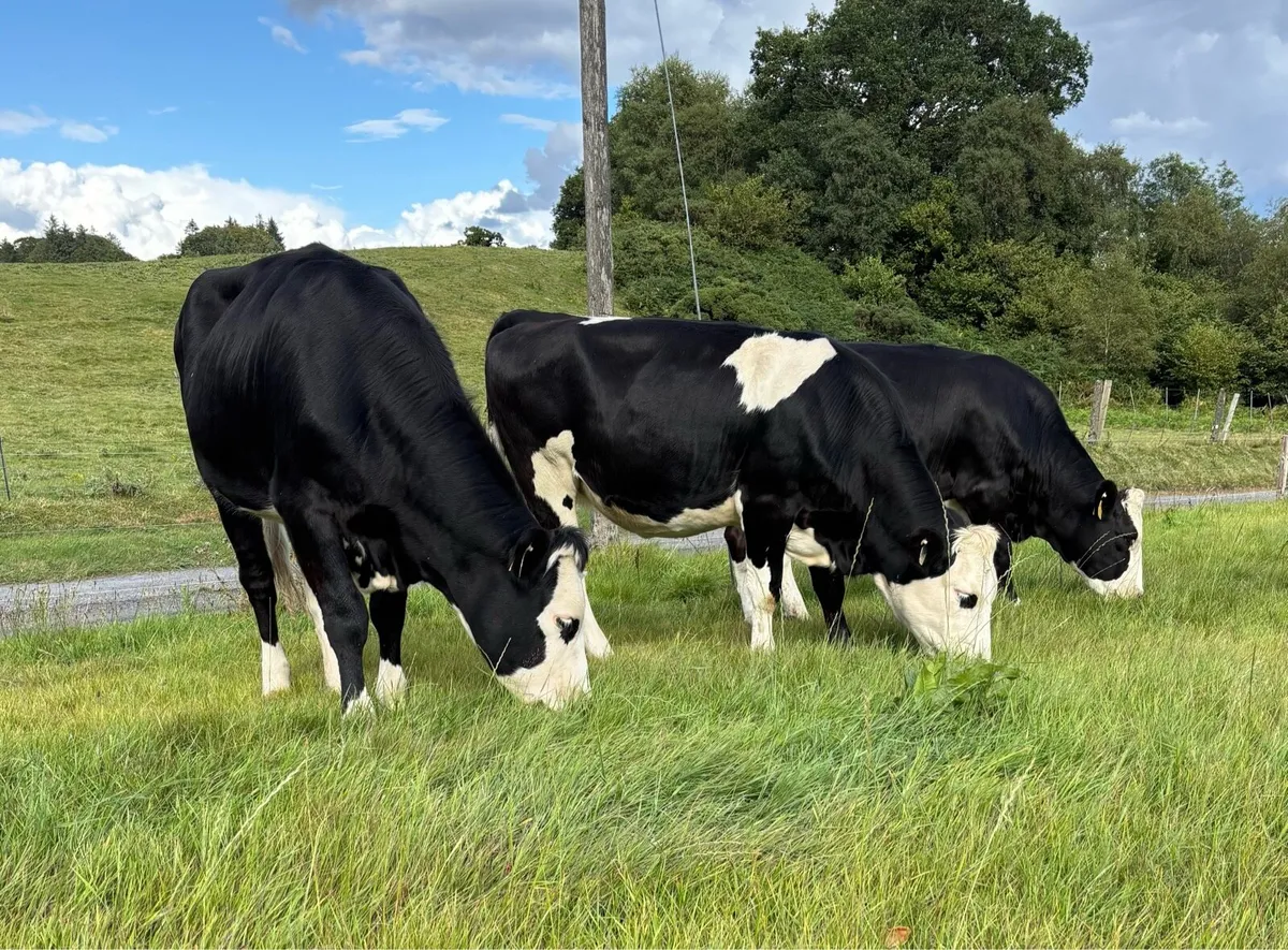 9 Incalf Fleckvieh Heifers - Image 2