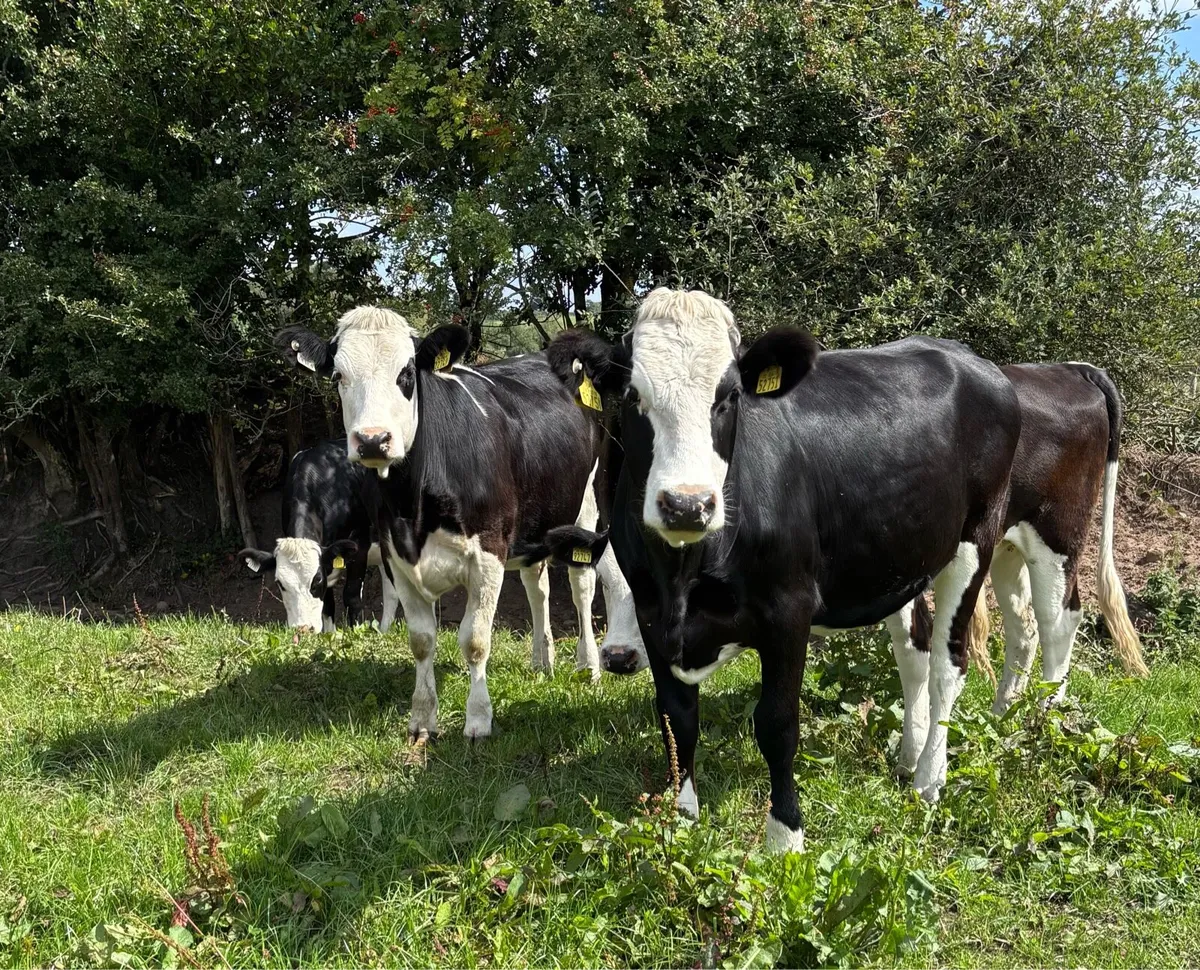 9 Incalf Fleckvieh Heifers - Image 4