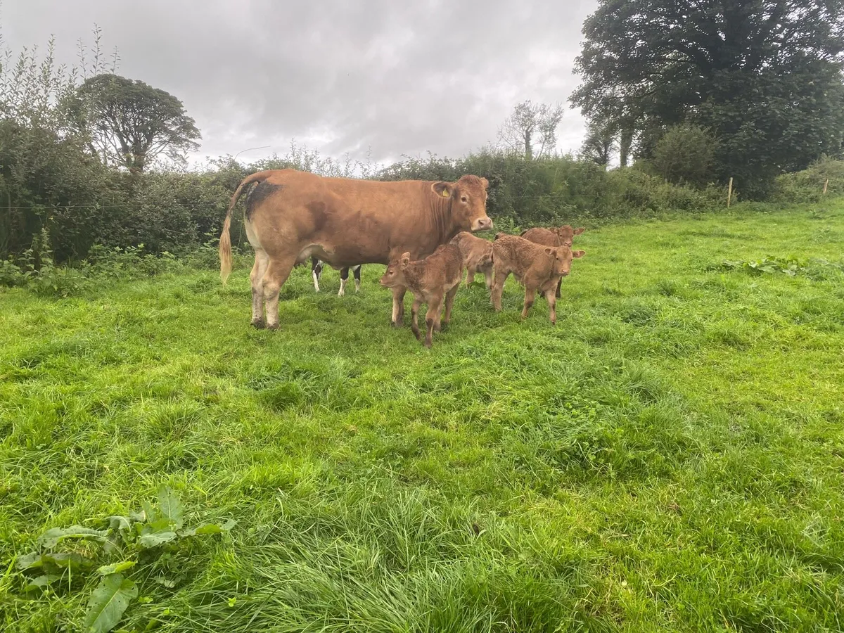 Heifers - Image 4