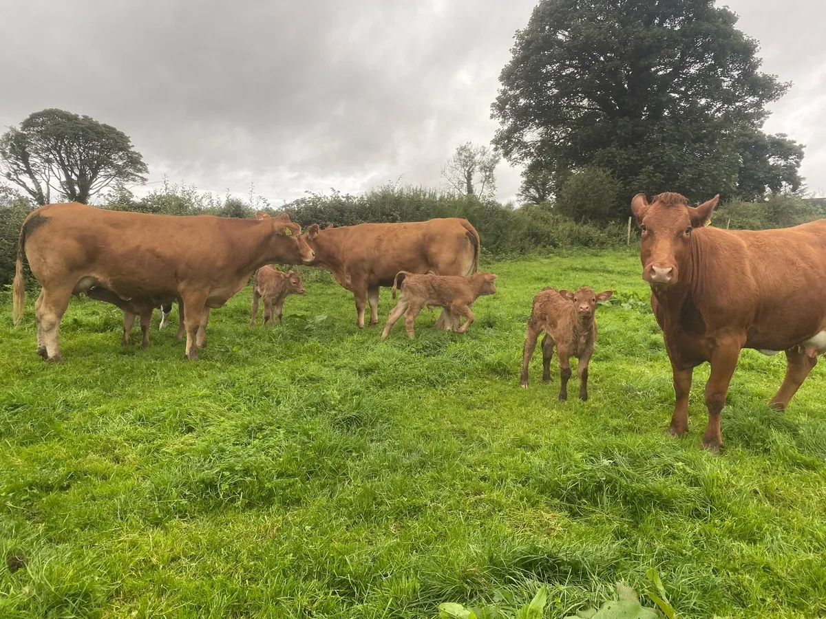 Heifers - Image 2