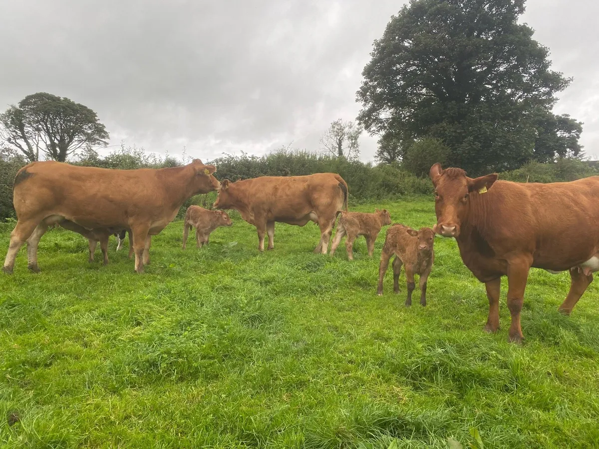 Heifers - Image 1