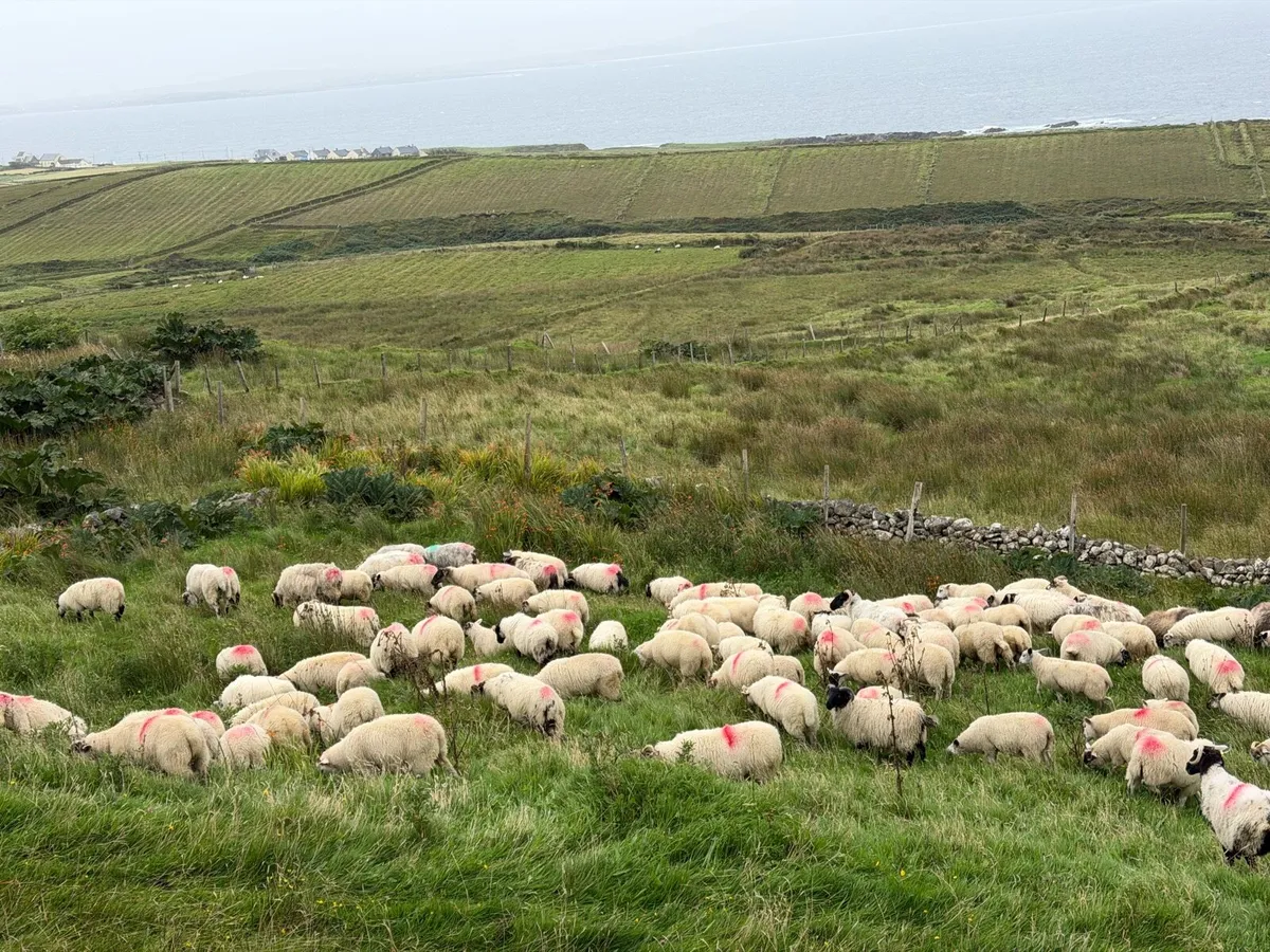 Crossbred lambs for sale - Image 2