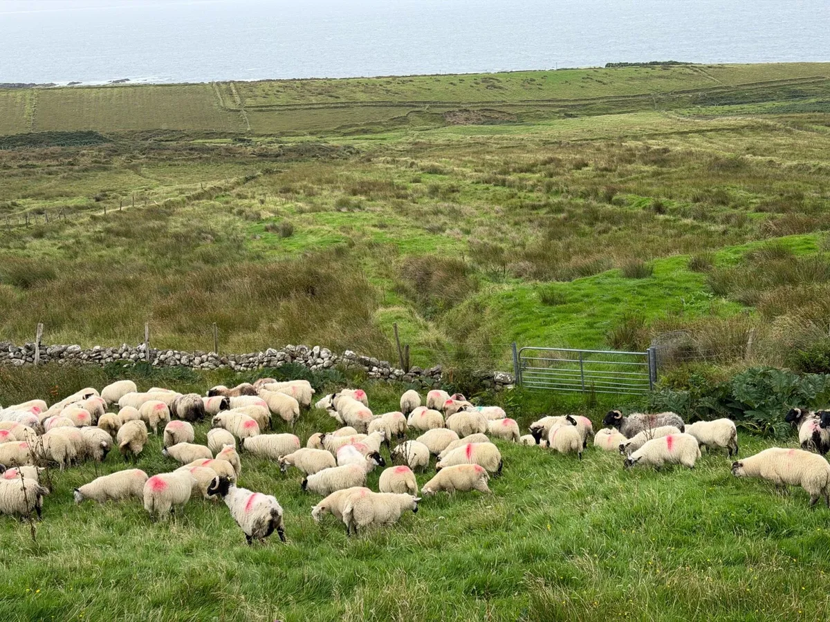 Crossbred lambs for sale - Image 2