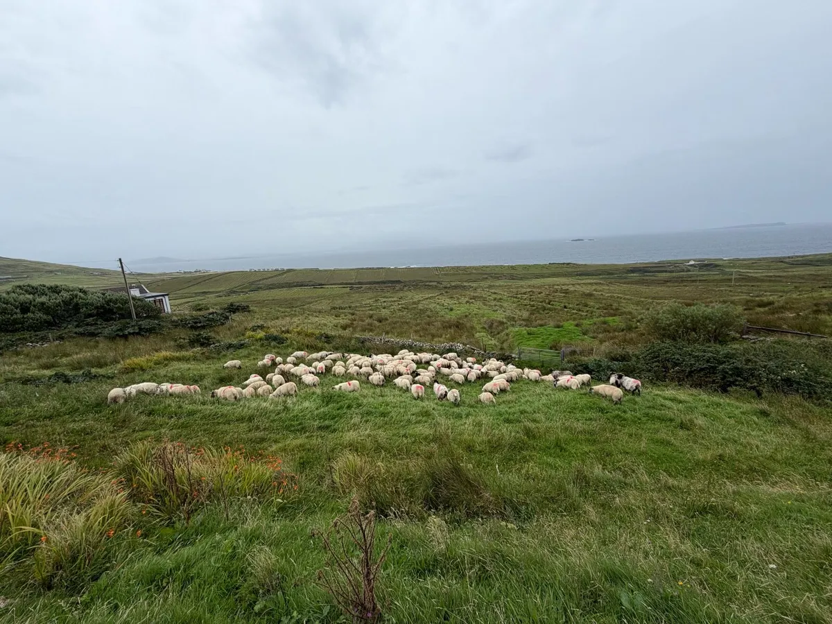 Crossbred lambs for sale - Image 1