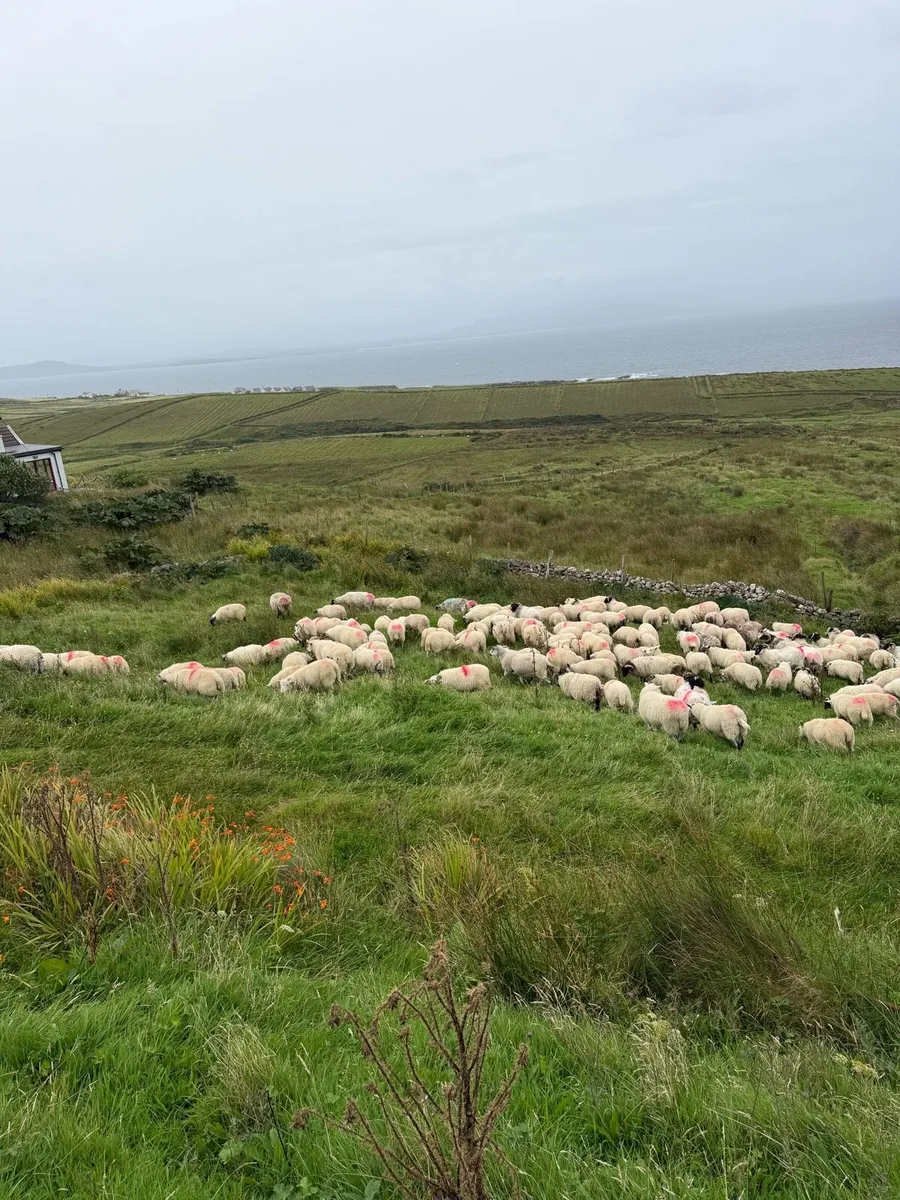 Crossbred lambs for sale - Image 3