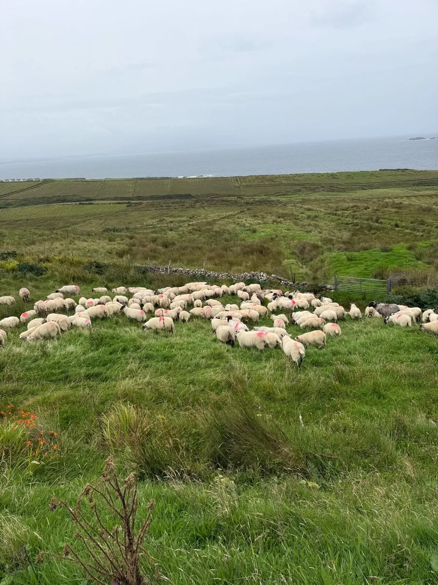 Crossbred lambs for sale - Image 4