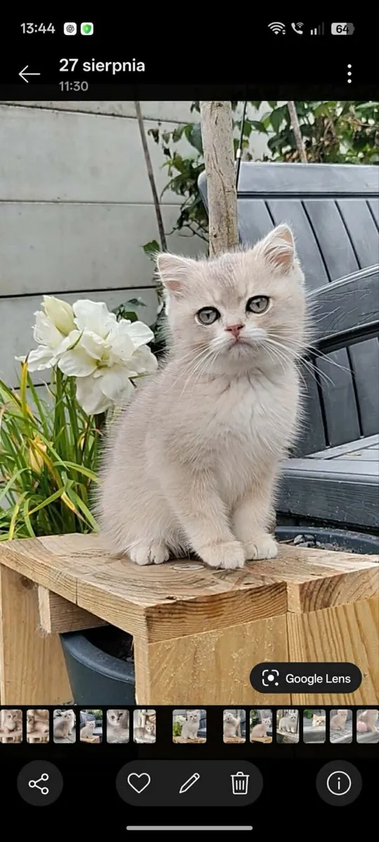 Cat - Image 2