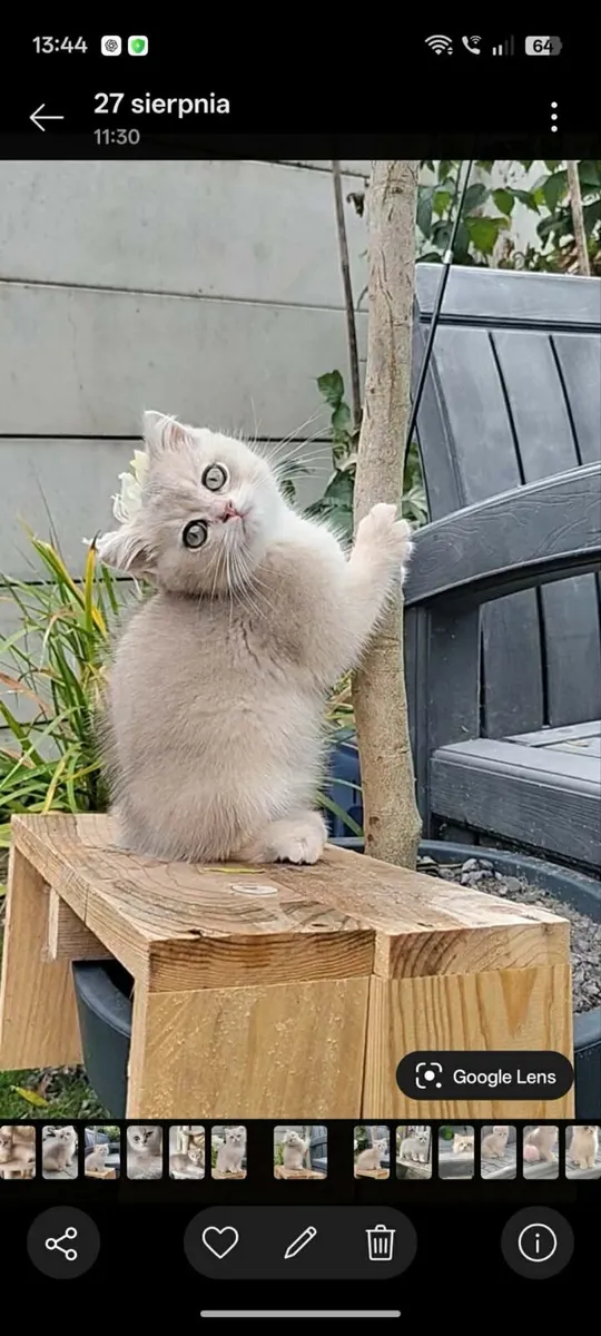 Cat - Image 4