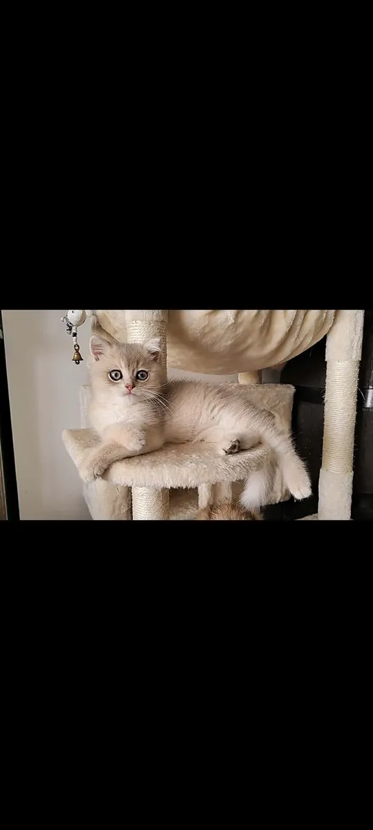 Cat - Image 3