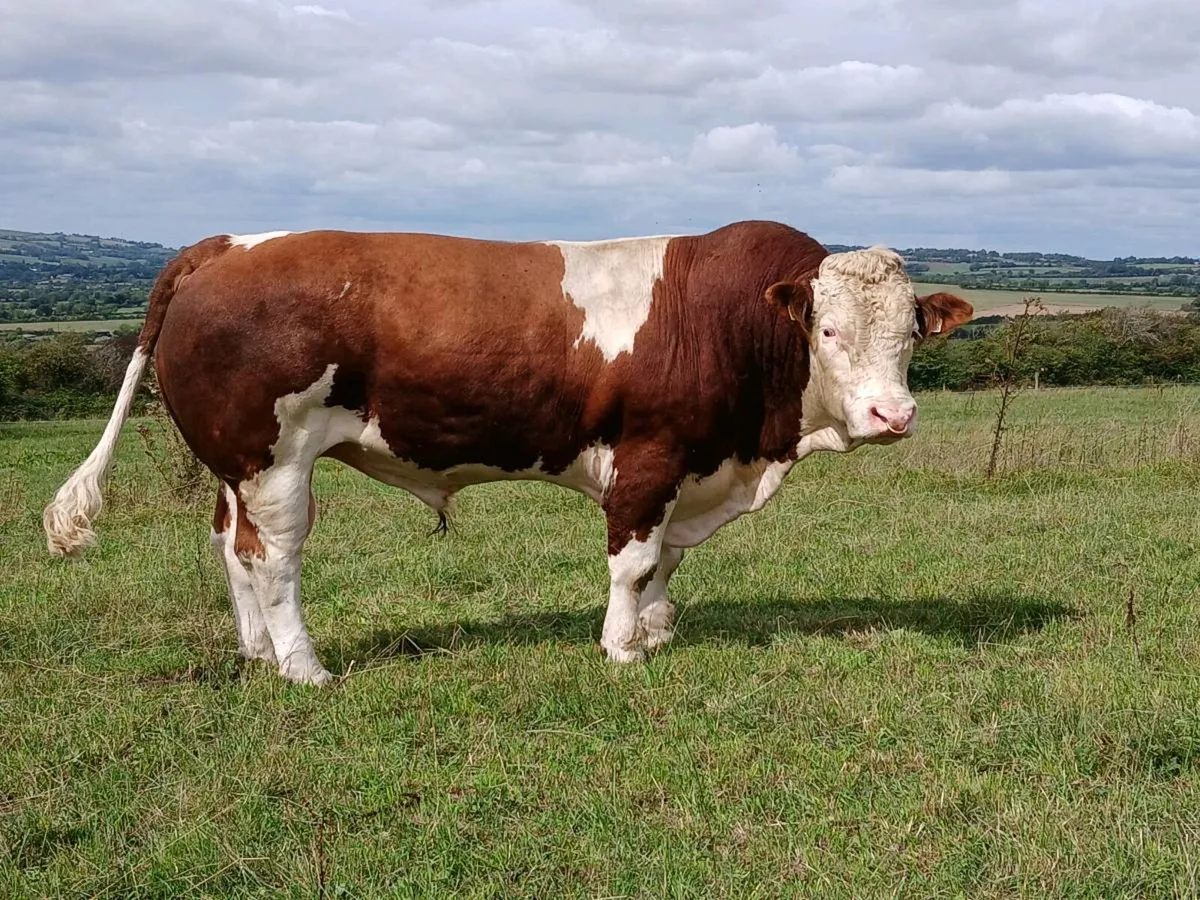 Simmental Bull - Image 2
