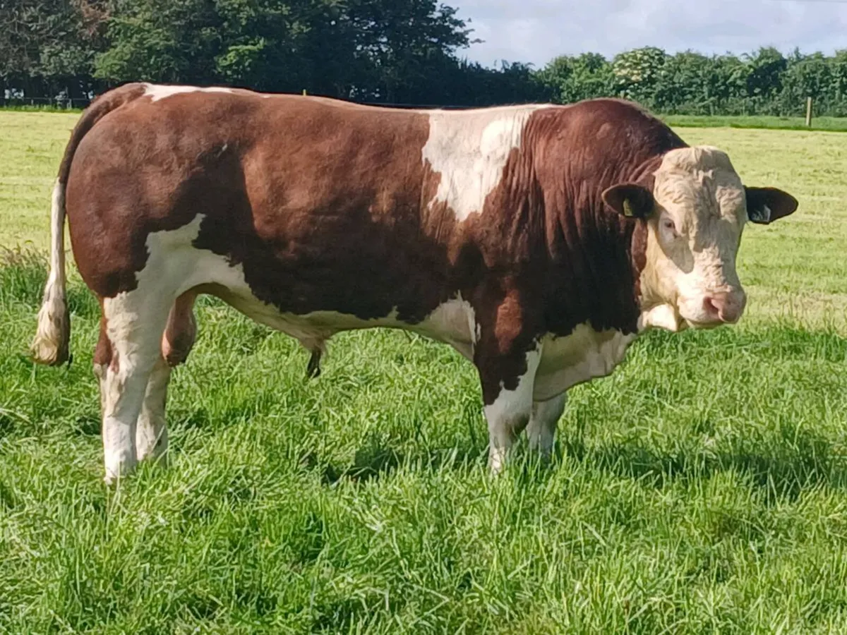 Simmental Bull - Image 3