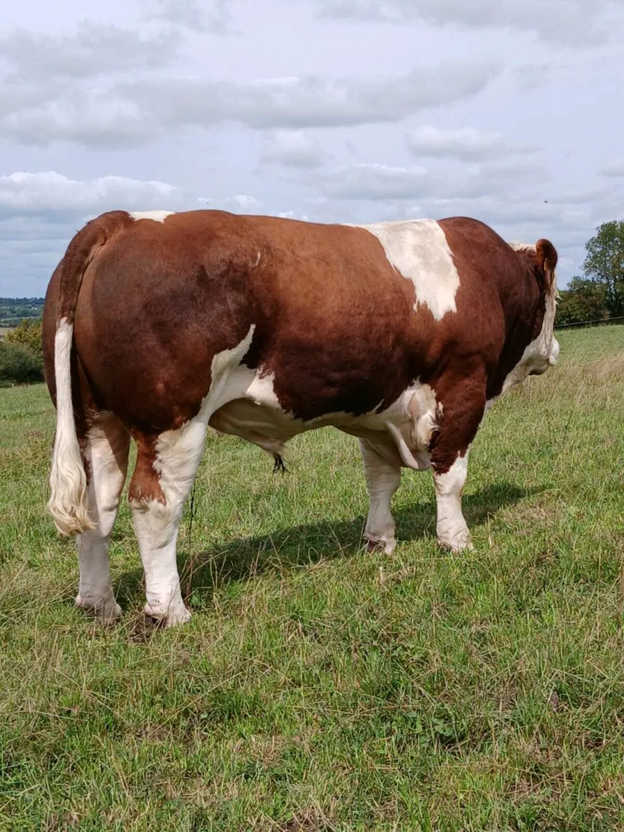 Simmental Bull - Image 4
