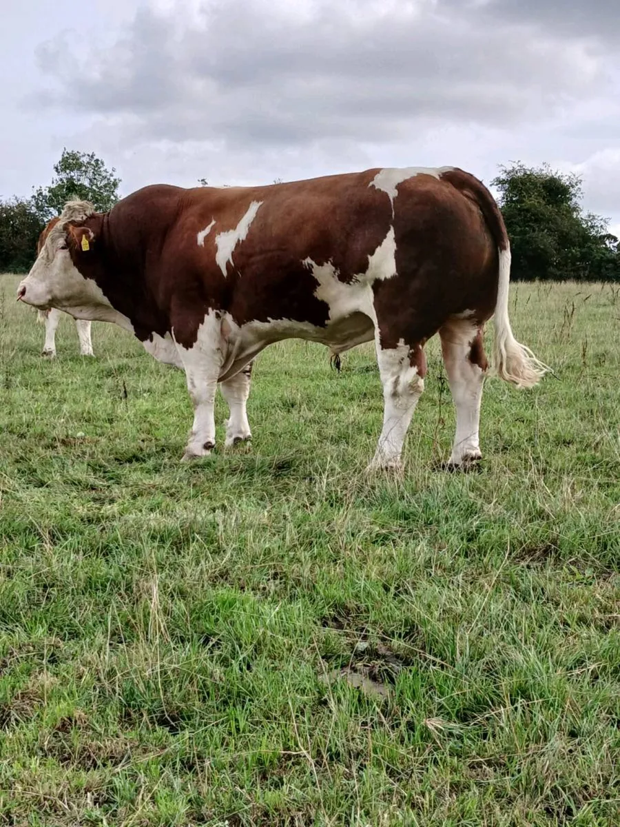 Simmental Bull - Image 1
