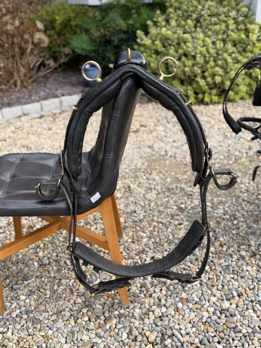 Cob size Harness - Image 1