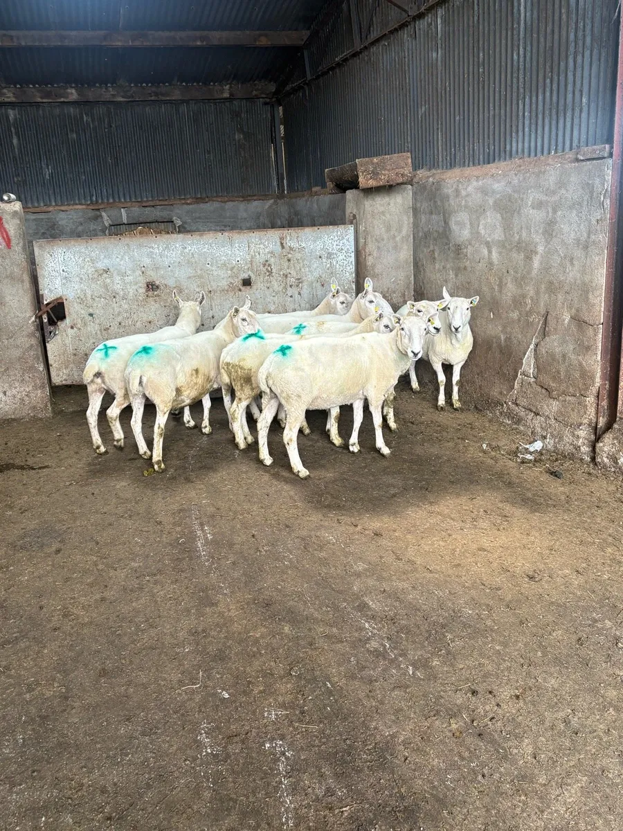 8 Cheviot ewes - Image 3