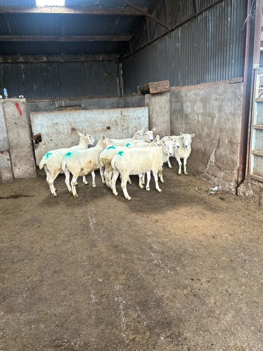 8 Cheviot ewes - Image 4