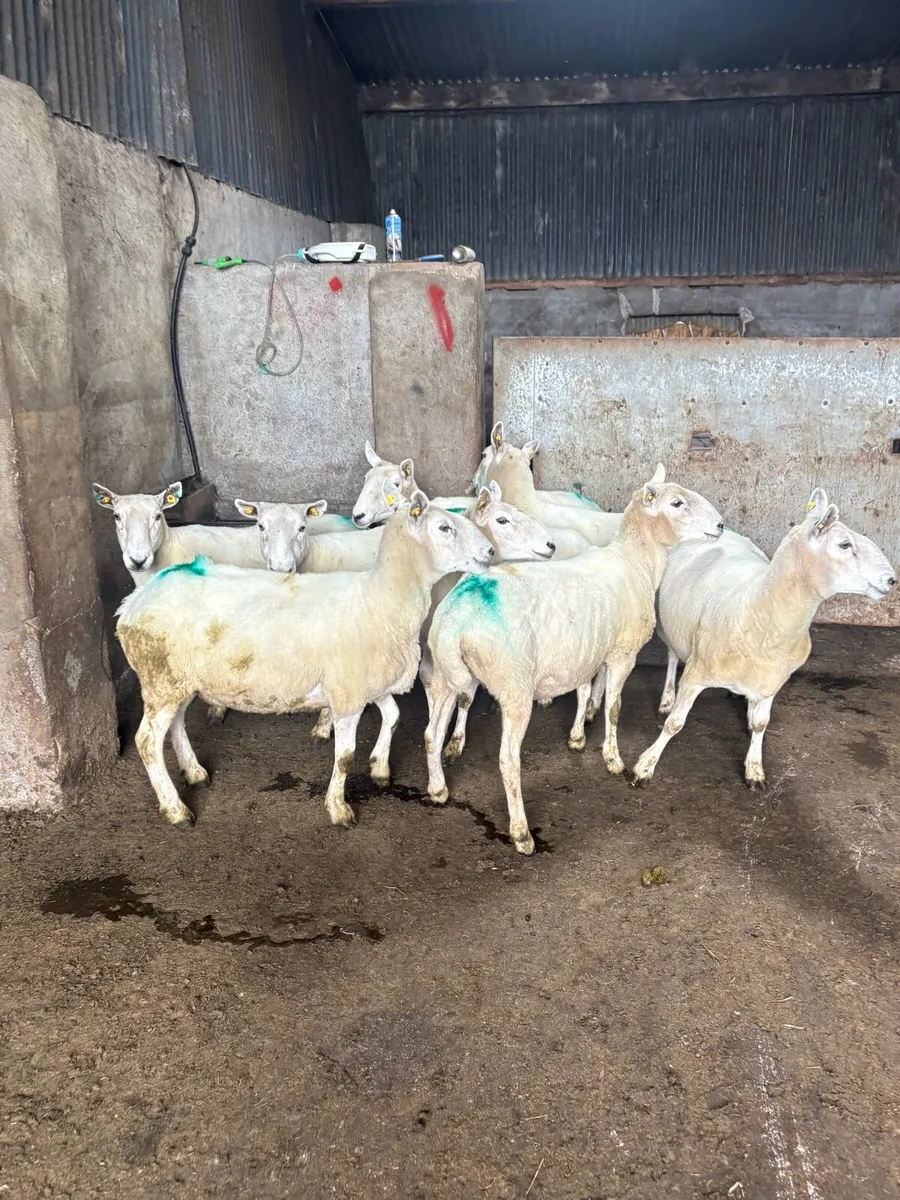 8 Cheviot ewes - Image 1