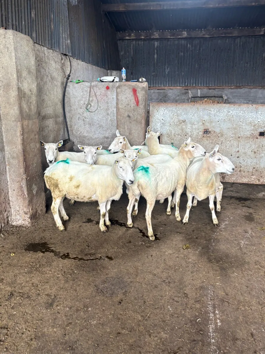 8 Cheviot ewes - Image 2