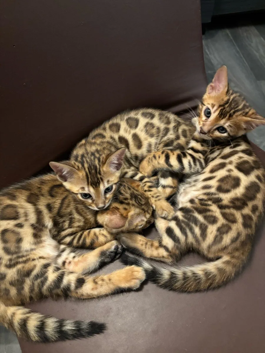 Bengal kittens - Image 1