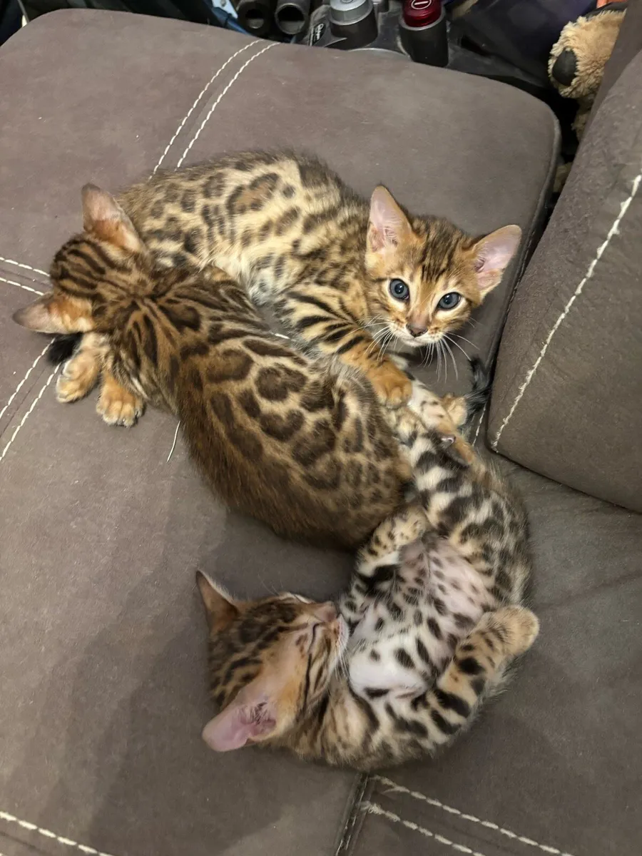 Bengal kittens - Image 2