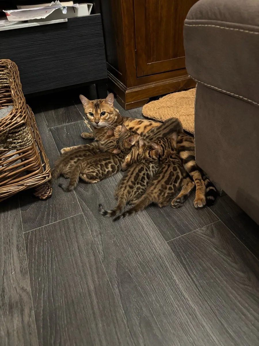 Bengal kittens - Image 3