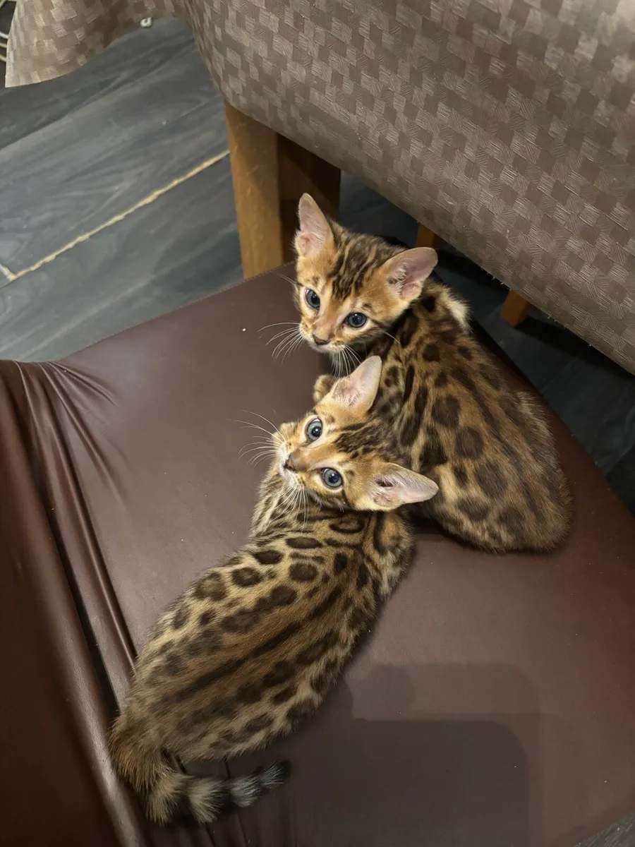 Bengal kittens - Image 4