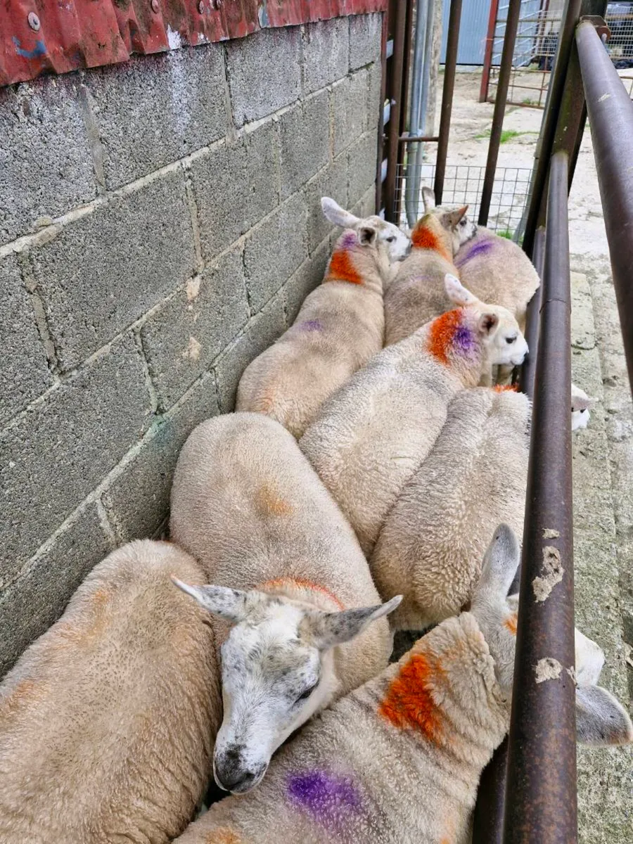 Texel x ewe lambs - Image 2